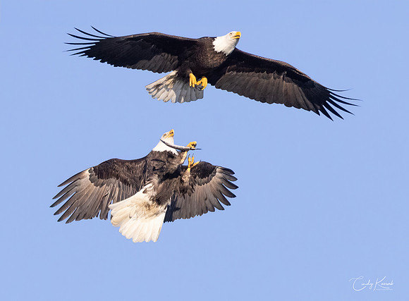 Bald Eagles Engaged In Mid-Air Territorial Dispute