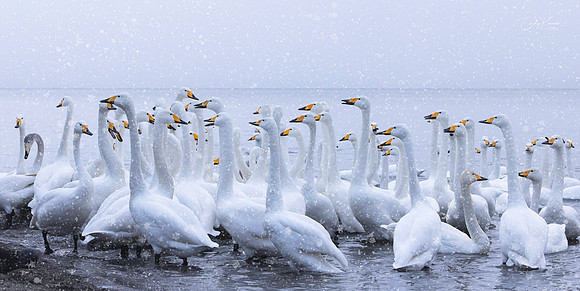 Whopper Swans In A Winter Wonderland
