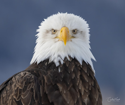 Bald Eagle Portrait