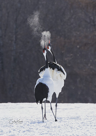 Red Crowned Crane's Breath