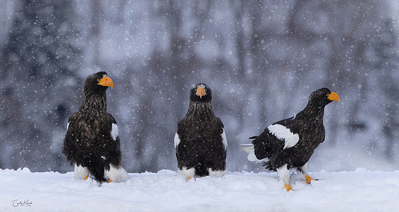 Stellar Sea Eagles