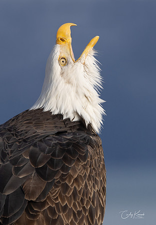 Bald Eagle Calling