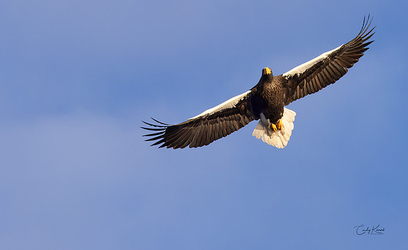 Soaring Stellar Sea Eagle