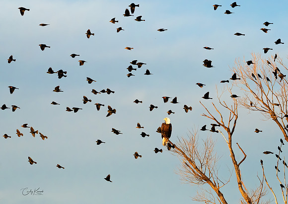 Bald Eagle Perched Amongst a Flock of Birds in Sunset Sky