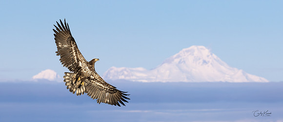 Soaring Juvenile Eagle