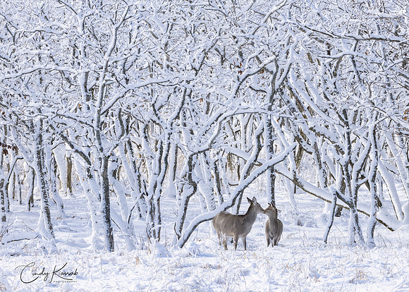 Love In The  Snow Covered Woods