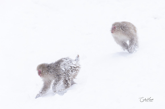 Snow Monkey Chase