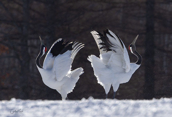 The Two Red-Crowned Cranes' Duet
