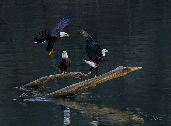 Majestic Bald Eagles Perched and Flying Over Water