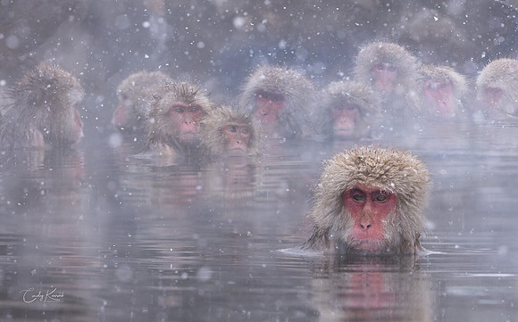 Snow Monkey's Spa Gathering