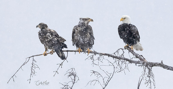 Three Eagles Perched On Snowy Branch In Winter